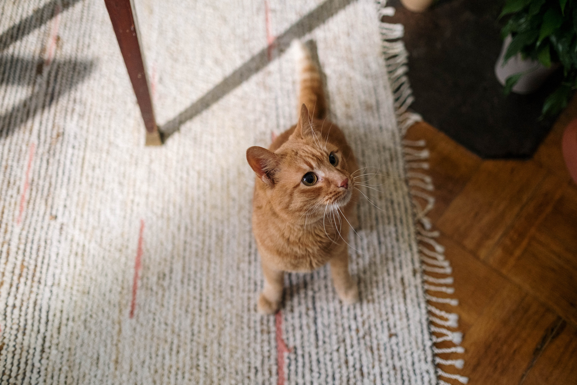 Top View of an Orange Cat on a Gray Rug