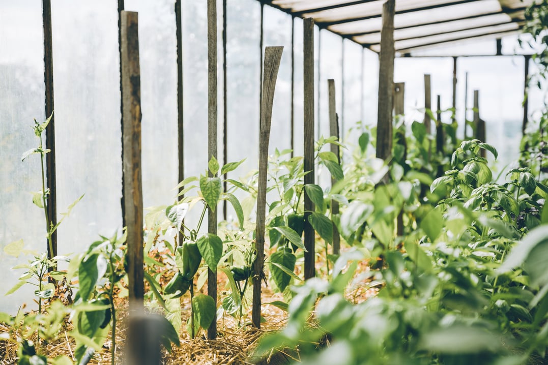 Green Peppers Vegetables Growing In Raised Beds In Vegetable
