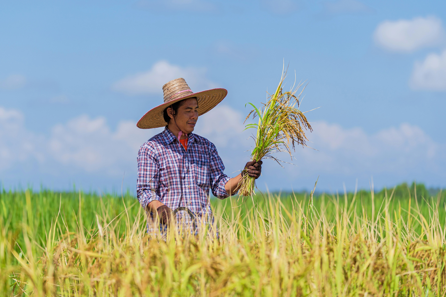 Happy Asian farmer with bunch of rice plants in countryside