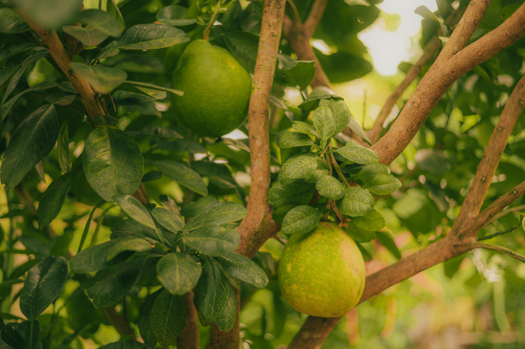 Tree with Pomelos